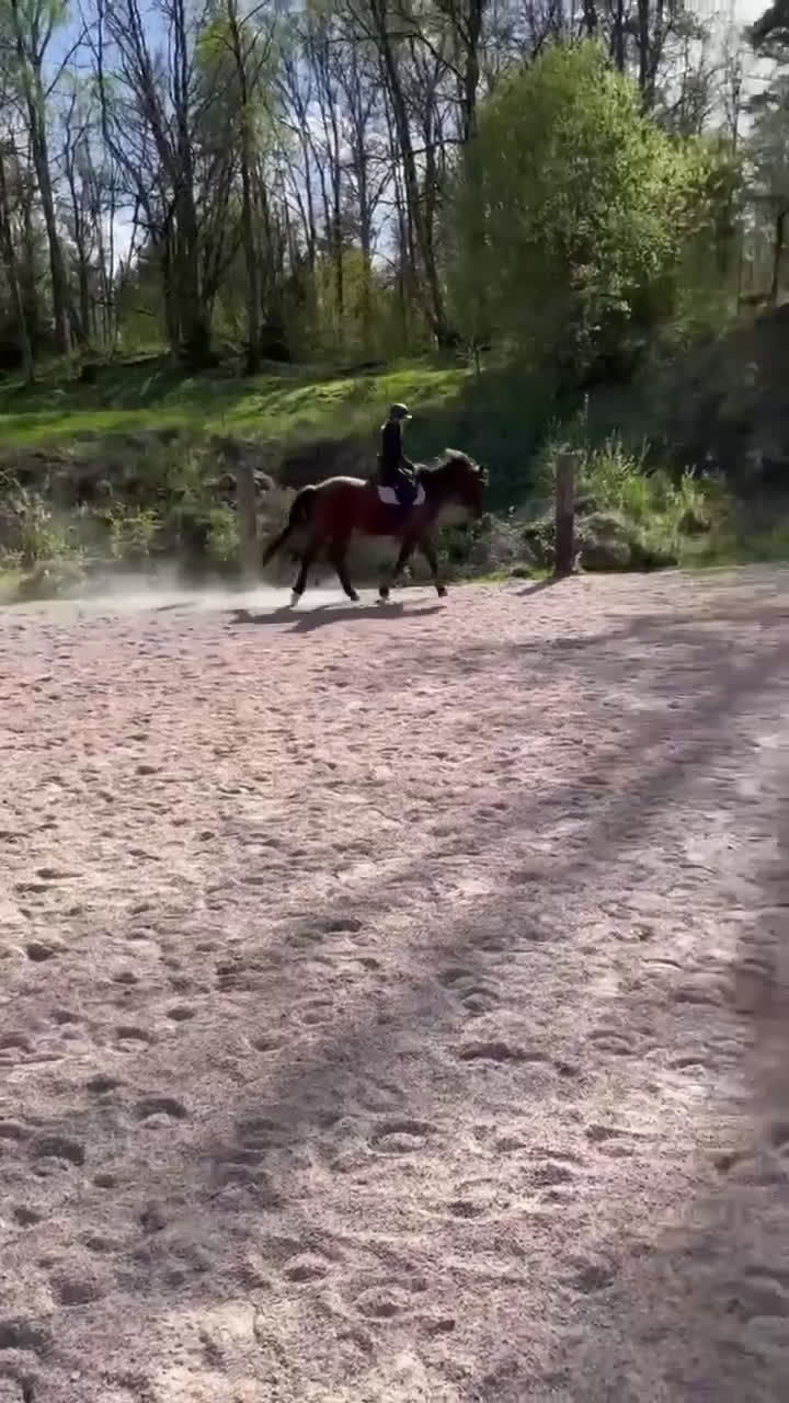Allround hästar till salu: Svensk ridponny 19år - Video 4