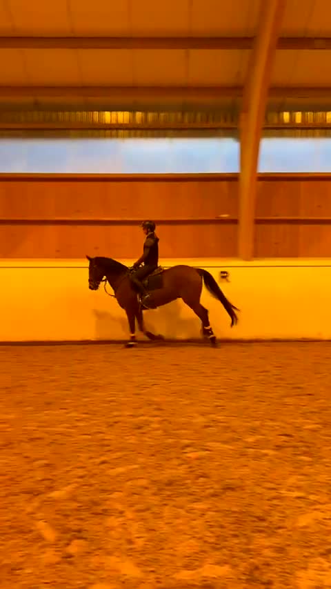 Hoppning hästar till salu: Perfekt första storhäst! - Video 2