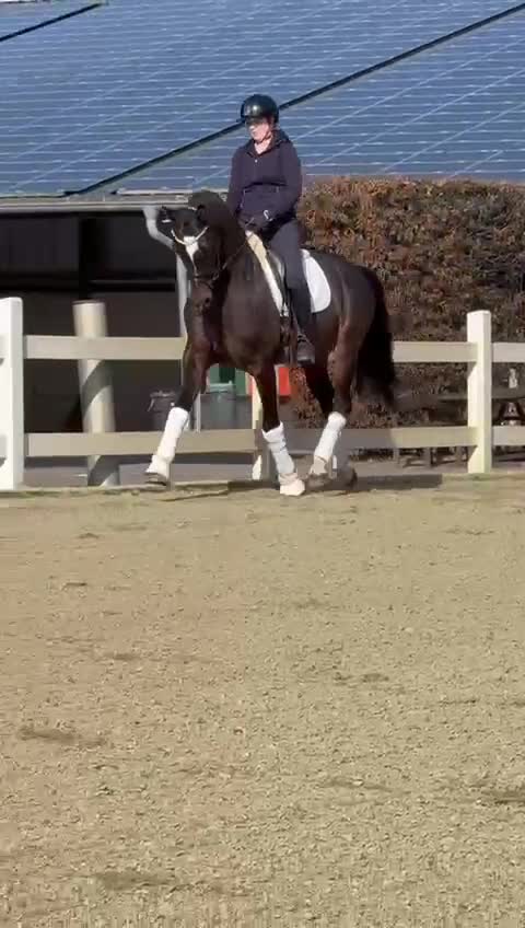 Dressyr hästar till salu: Trevlig valack för framtiden  - Video 2