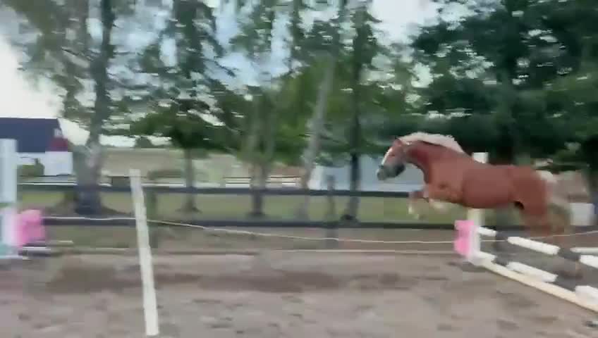 Allround hästar till salu: Trevlig 4 åring  - Video 1