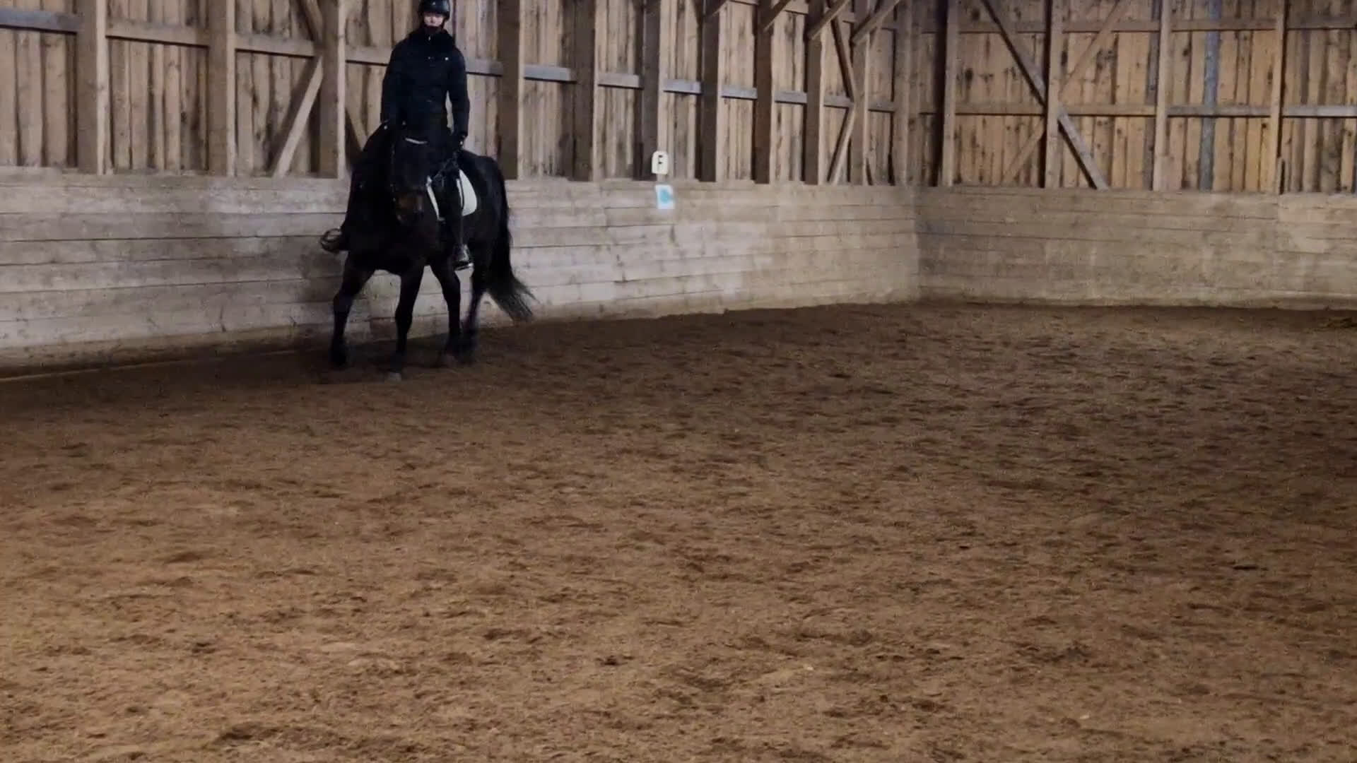 Allround hästar till salu: Världens snällaste kille  i Gränna - Video 1