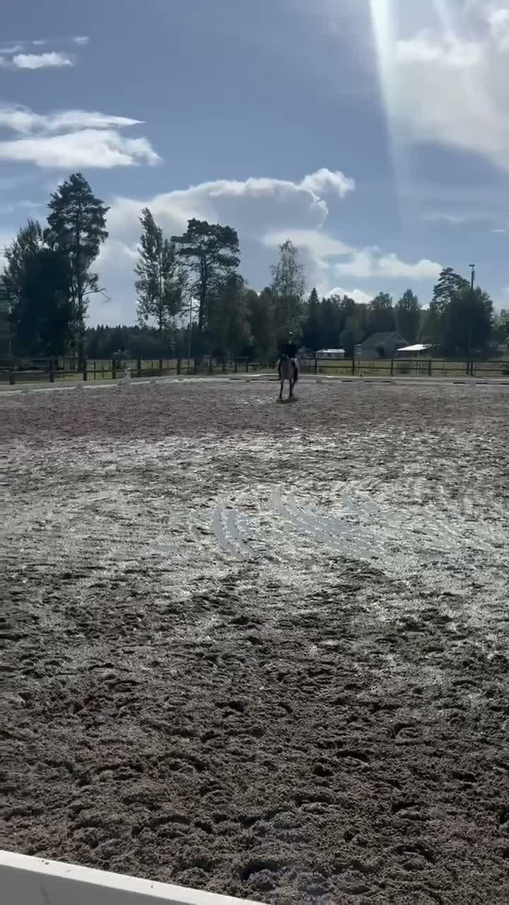 Dressyr hästar till salu: Fantastisk dressyrponny med hjärtat på rätt ställe - Video 1