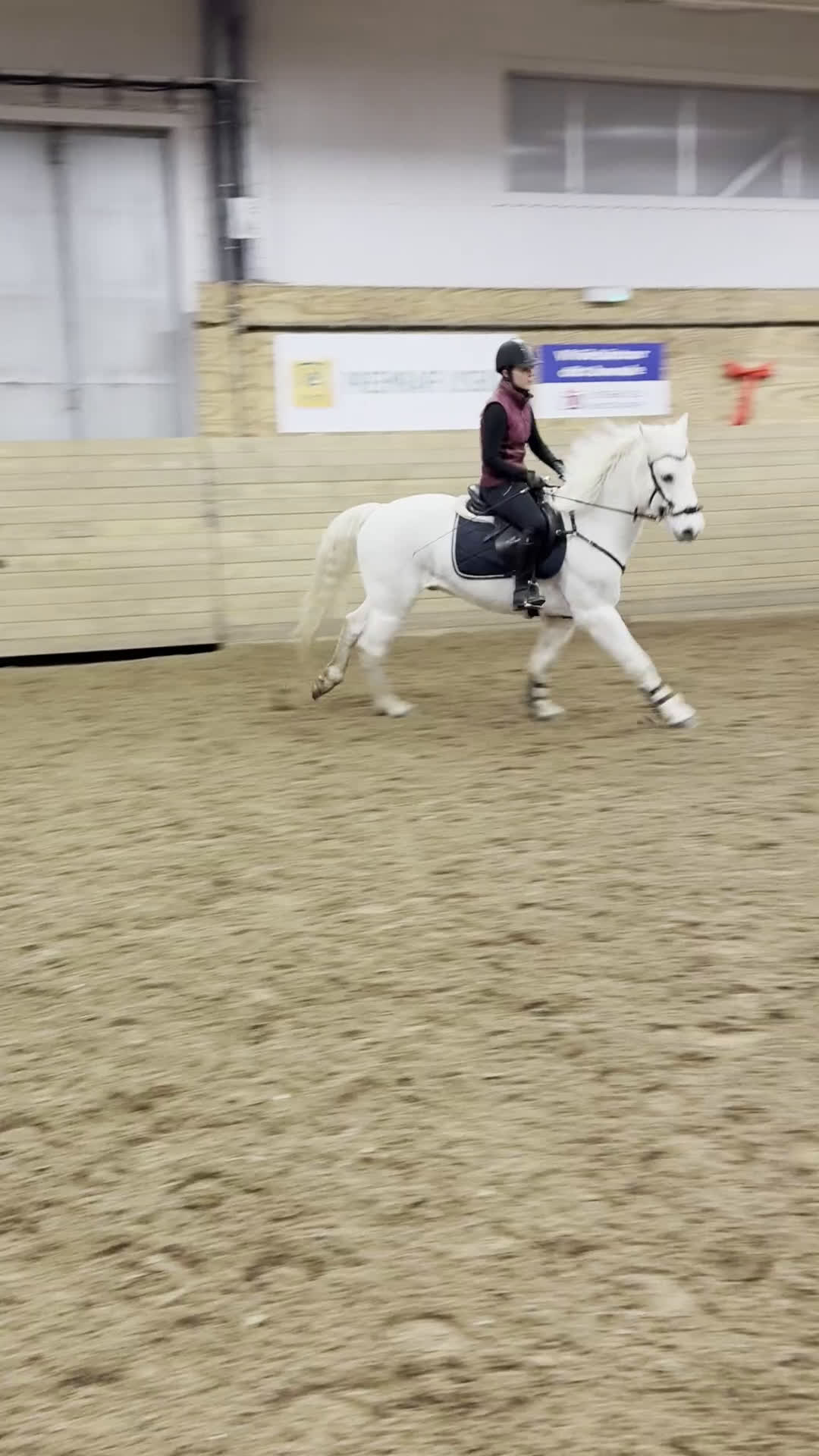 Allround hästar till salu: Snäll valack i Lysekil - Video 2