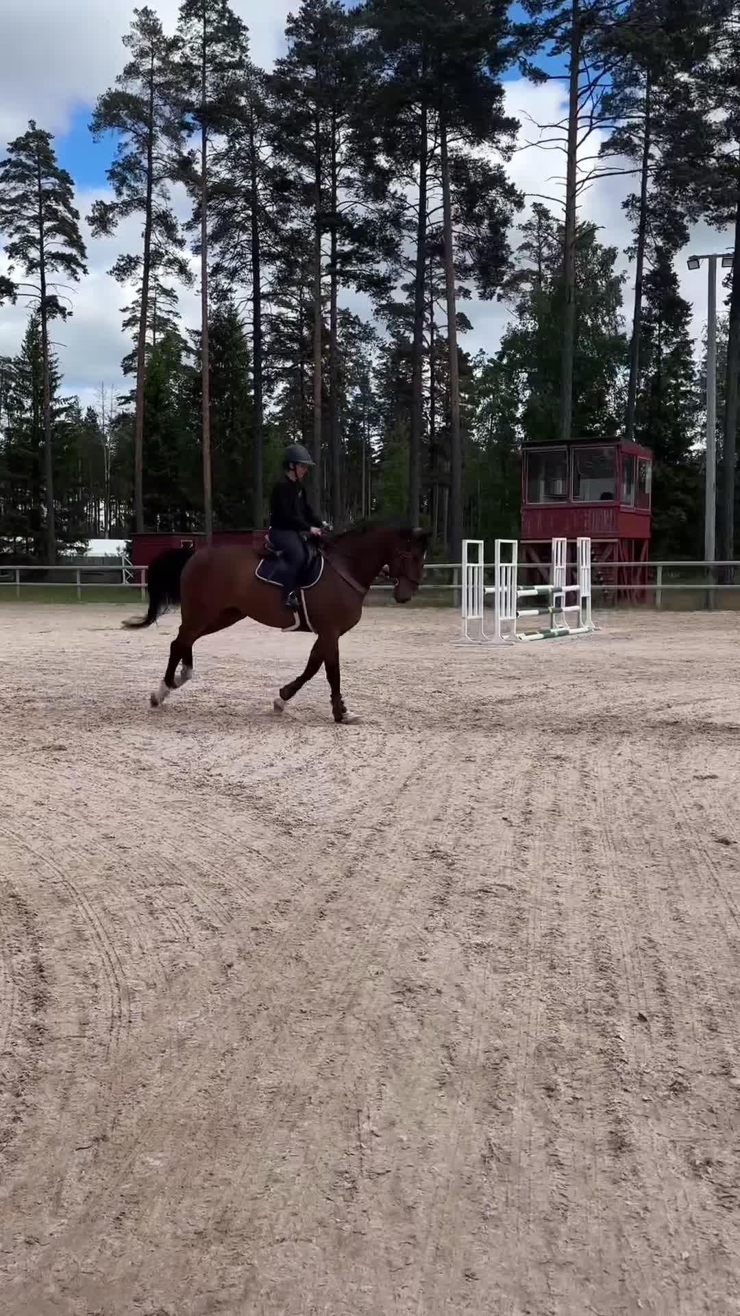 Hoppning hästar till salu: Hoppsto till salu - Video 1