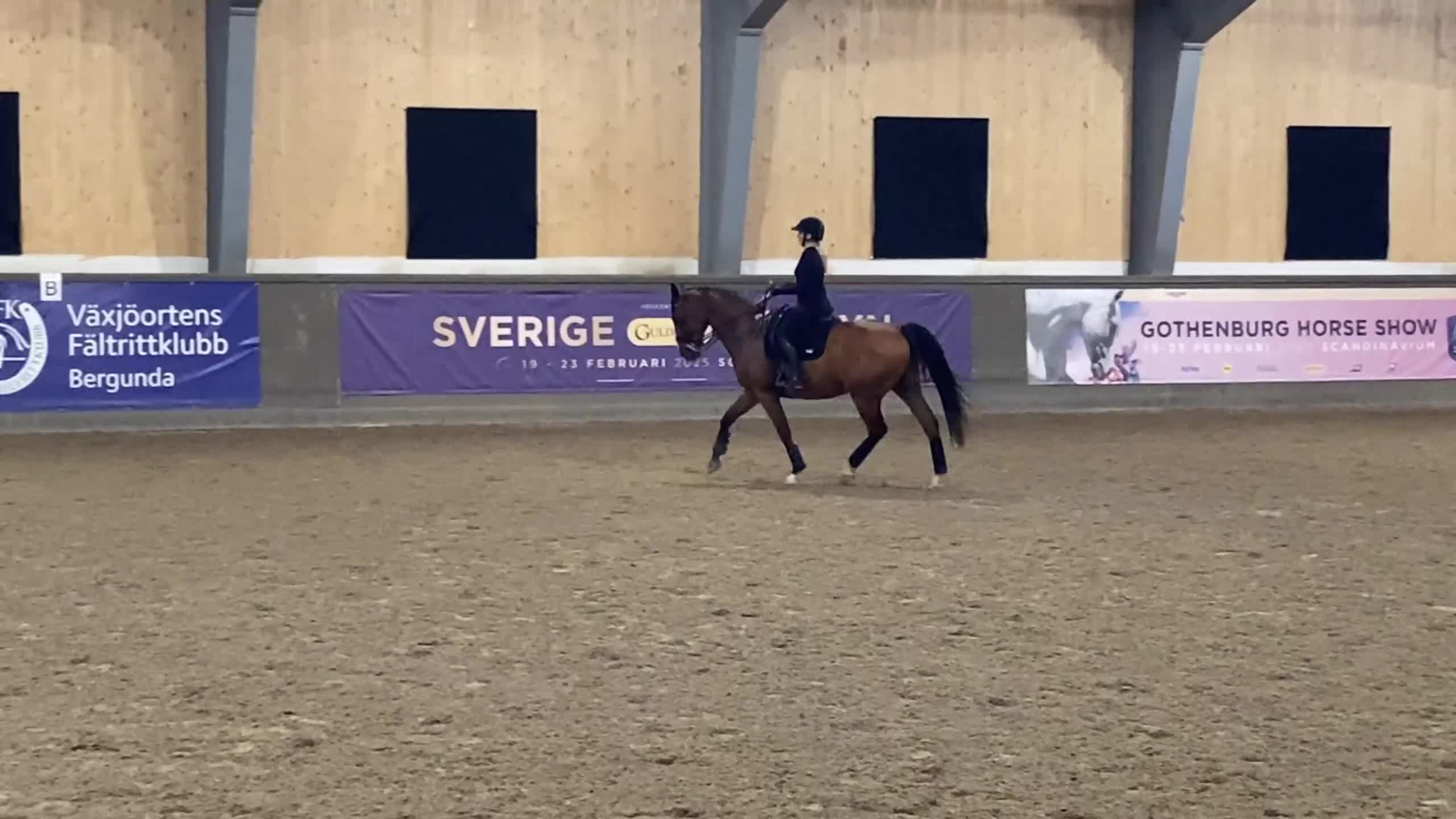 Dressyr hästar till salu: Fantastisk gentleman - Video 1