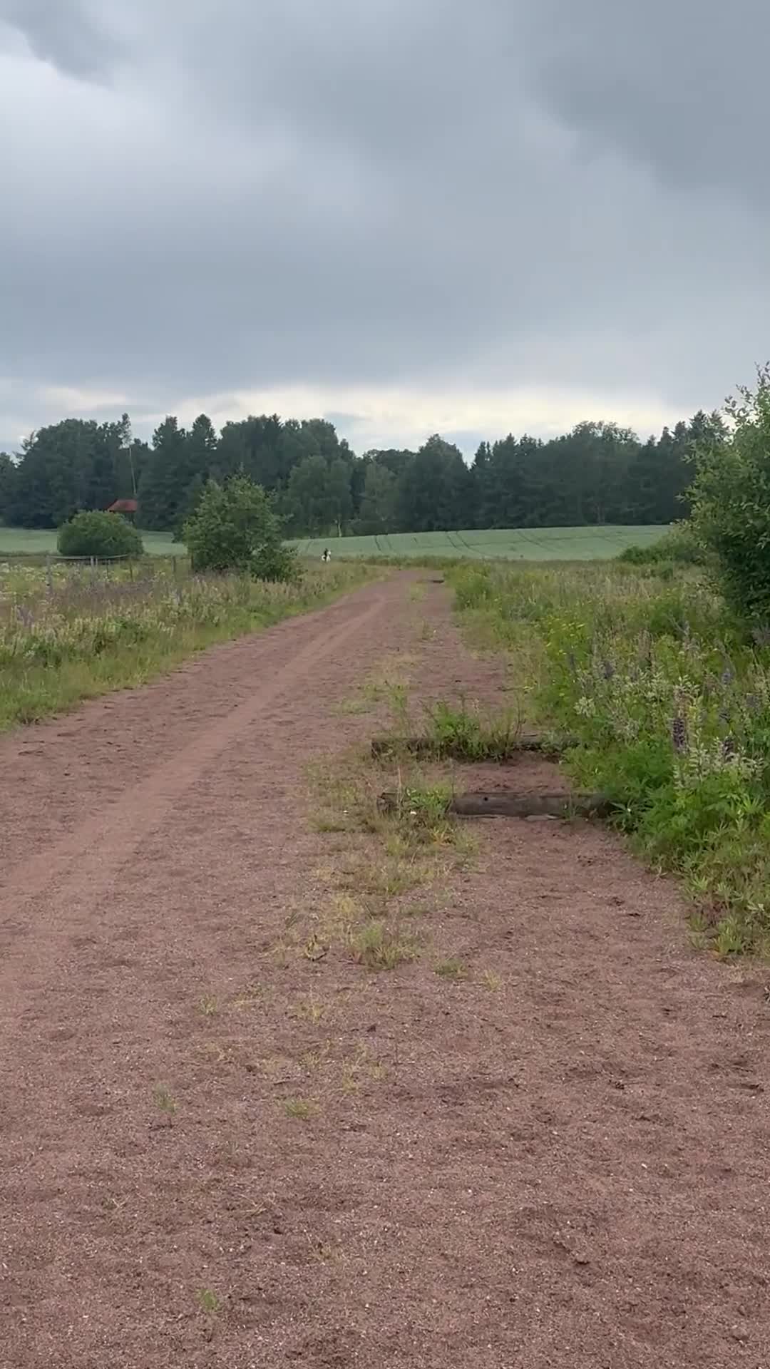 Allround hästar till salu: Trygg Läromästare i Folkärna - Video 1