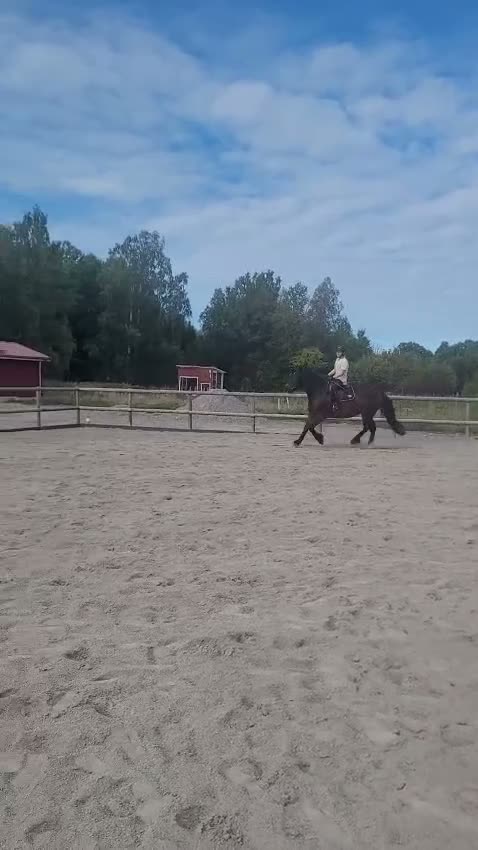 Allround hästar till salu: Social och fartfylld ung dam - Video 1