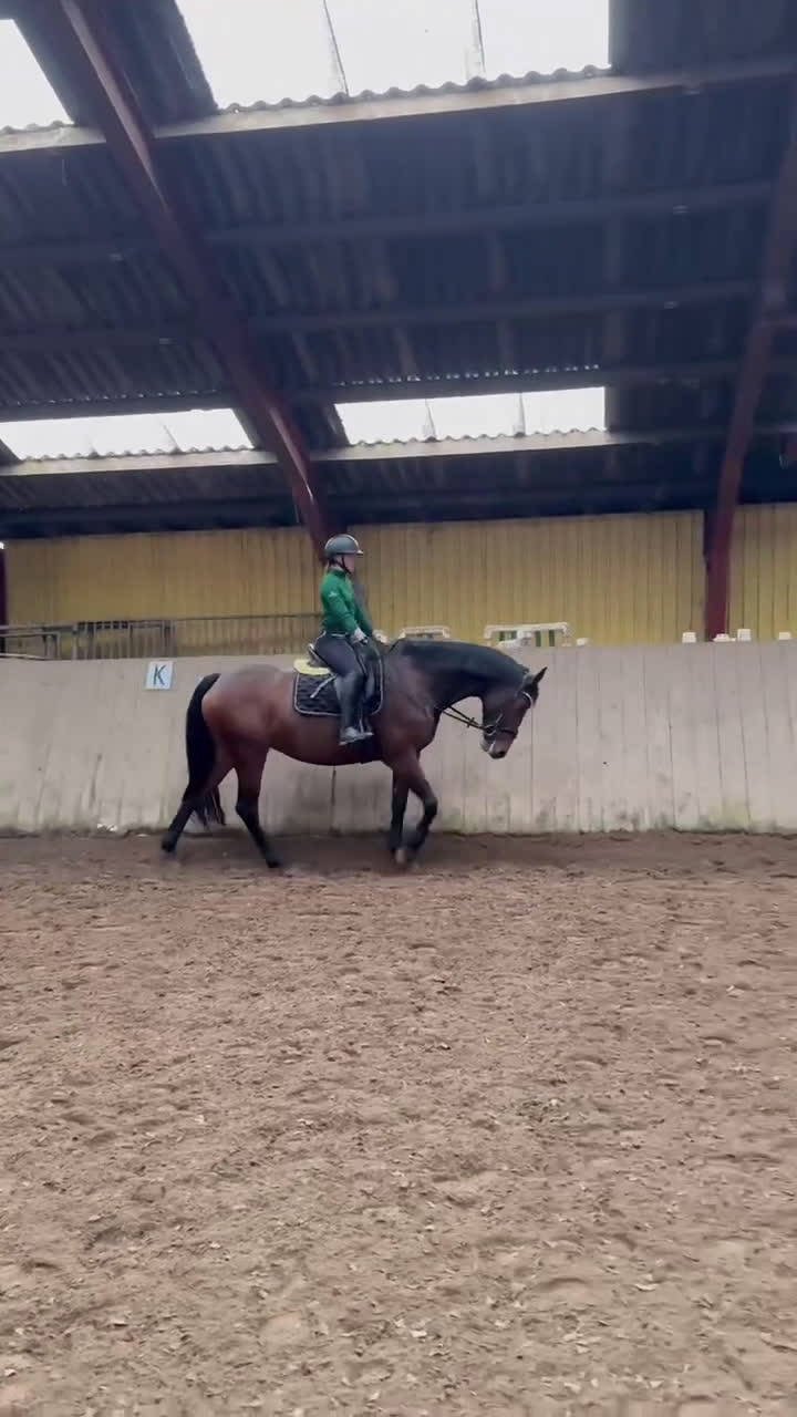 Allround hästar till salu: Amazing mare for sale - Video 3