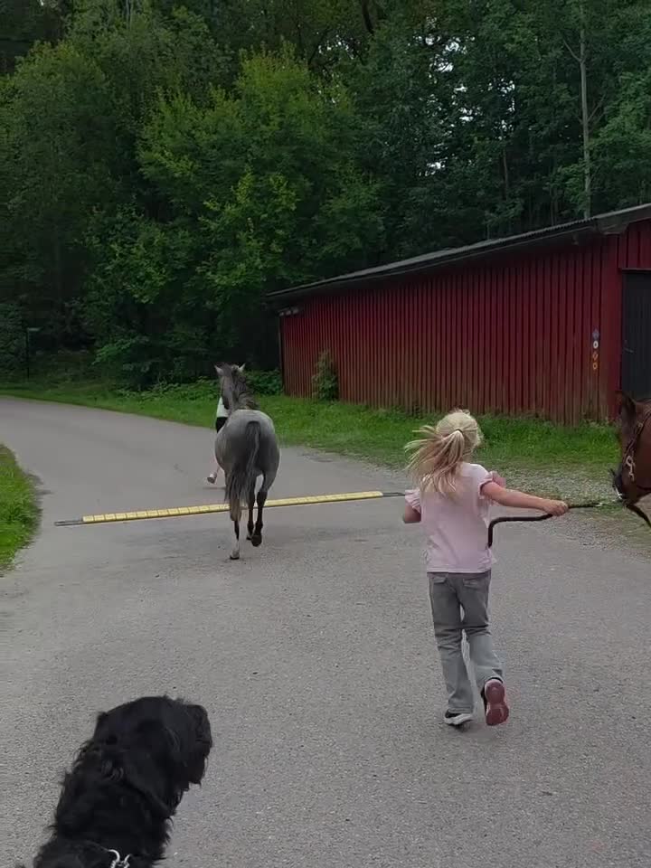 Hoppning hästar till salu: Välhanterad 1åring  - Video 4