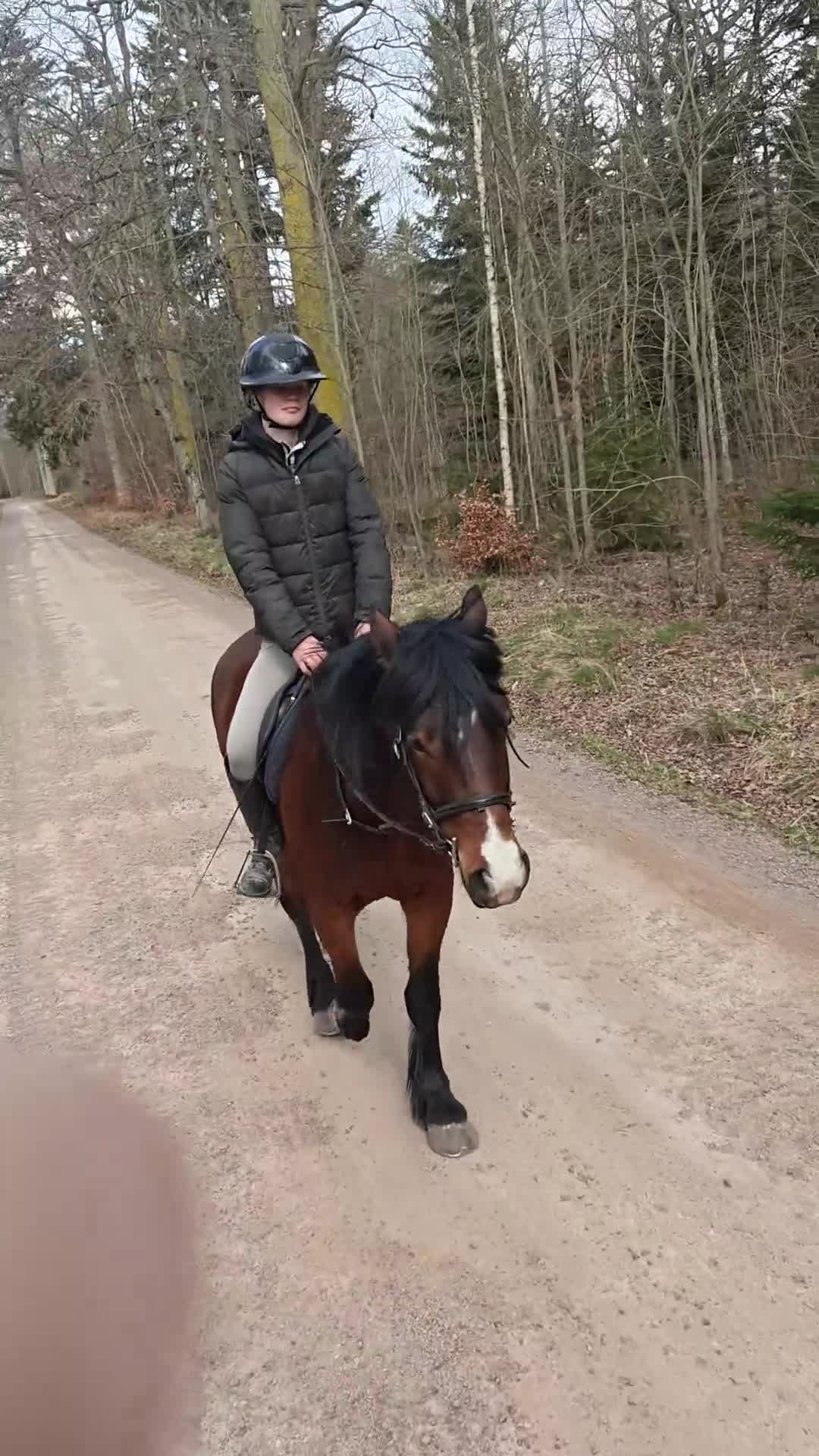 Allround hästar till salu: Unghäst med personlighet och trygg grund - Video 2
