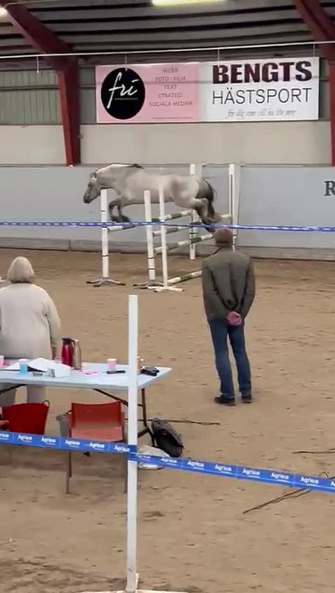 Allround hästar till salu: Unik 3 års hingst (kan bli valack) i Genarp - Video 1