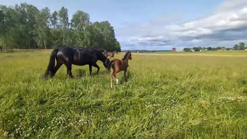 Hoppning hästar till salu: Svenskt Ridponny-föl till salu - Video 1