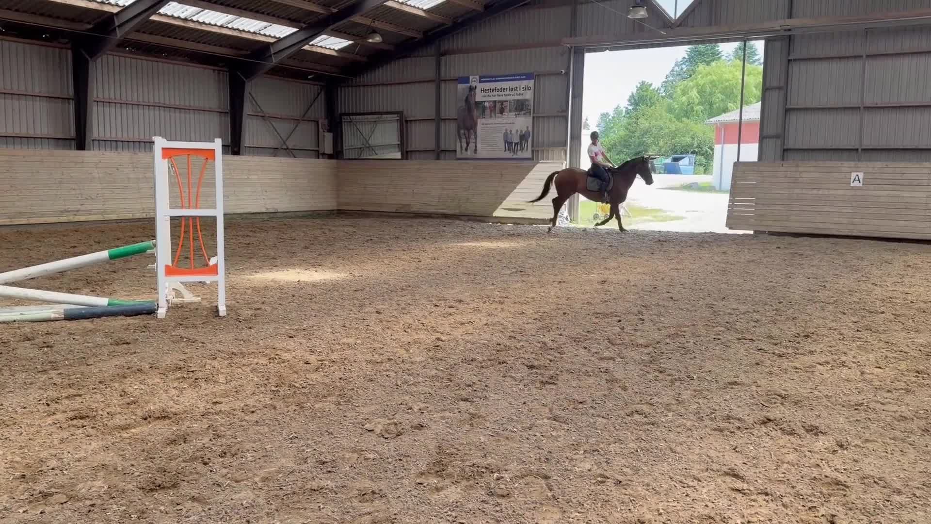 Allround hästar till salu: Miss Money penny! Looking for your new best friend - Video 1