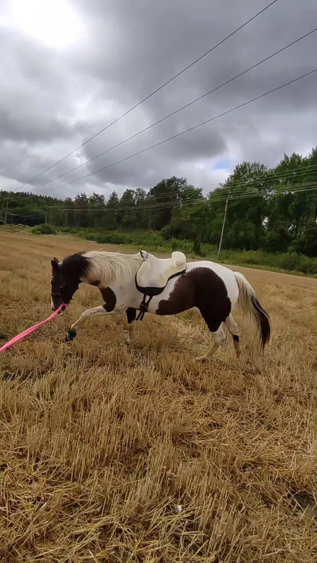 Allround hästar till salu: 5 årig paint mix med ett fantastiskt temperament ⭐ i Brottby - Video 4