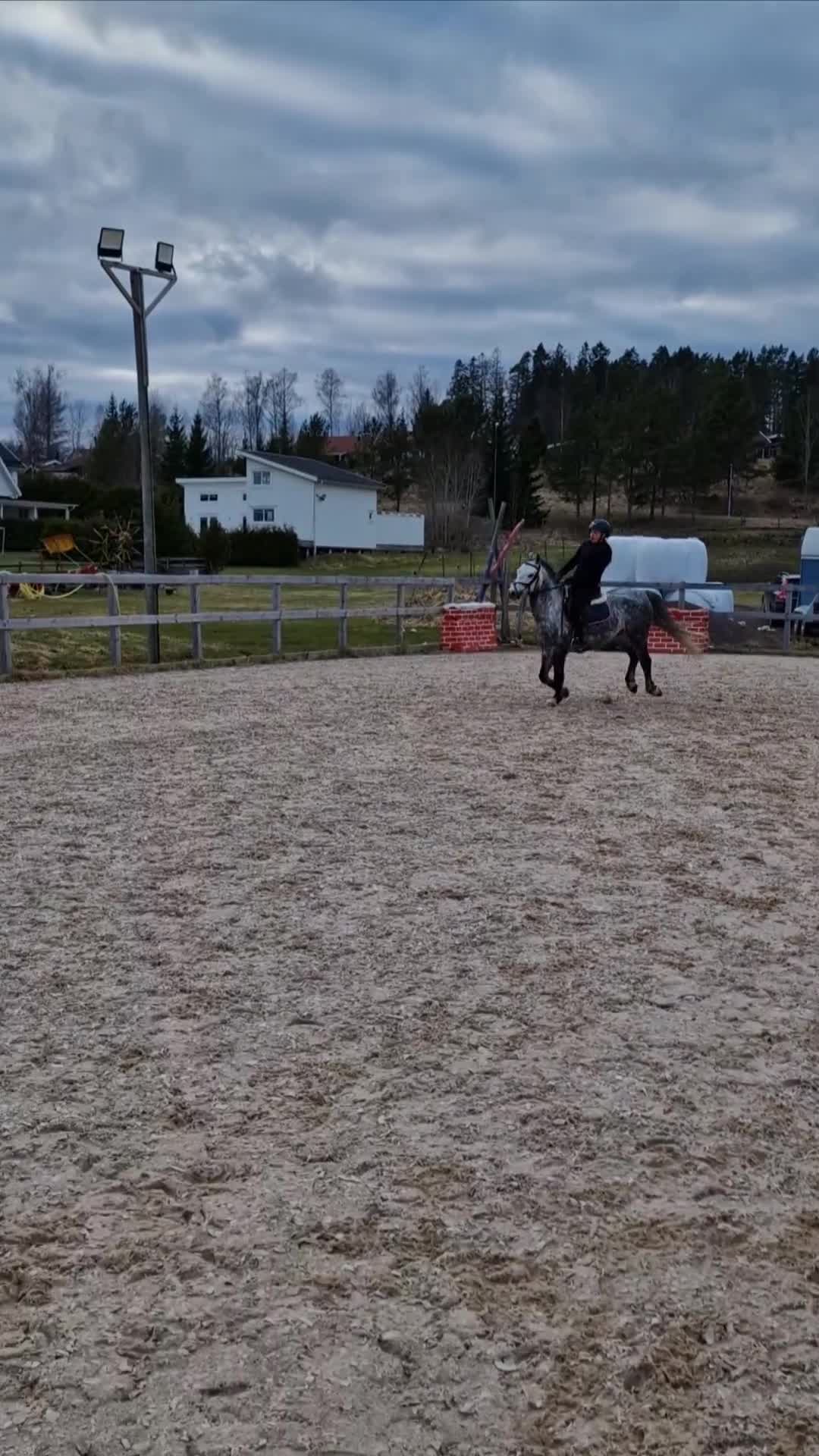 Allround hästar till salu: Underbar, C-ponny welsh valack  - Video 2
