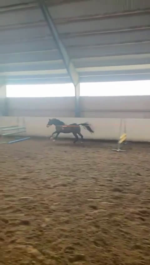 Hoppning hästar till salu: Charmig 4-årig ridponny valack i Skara - Video 3