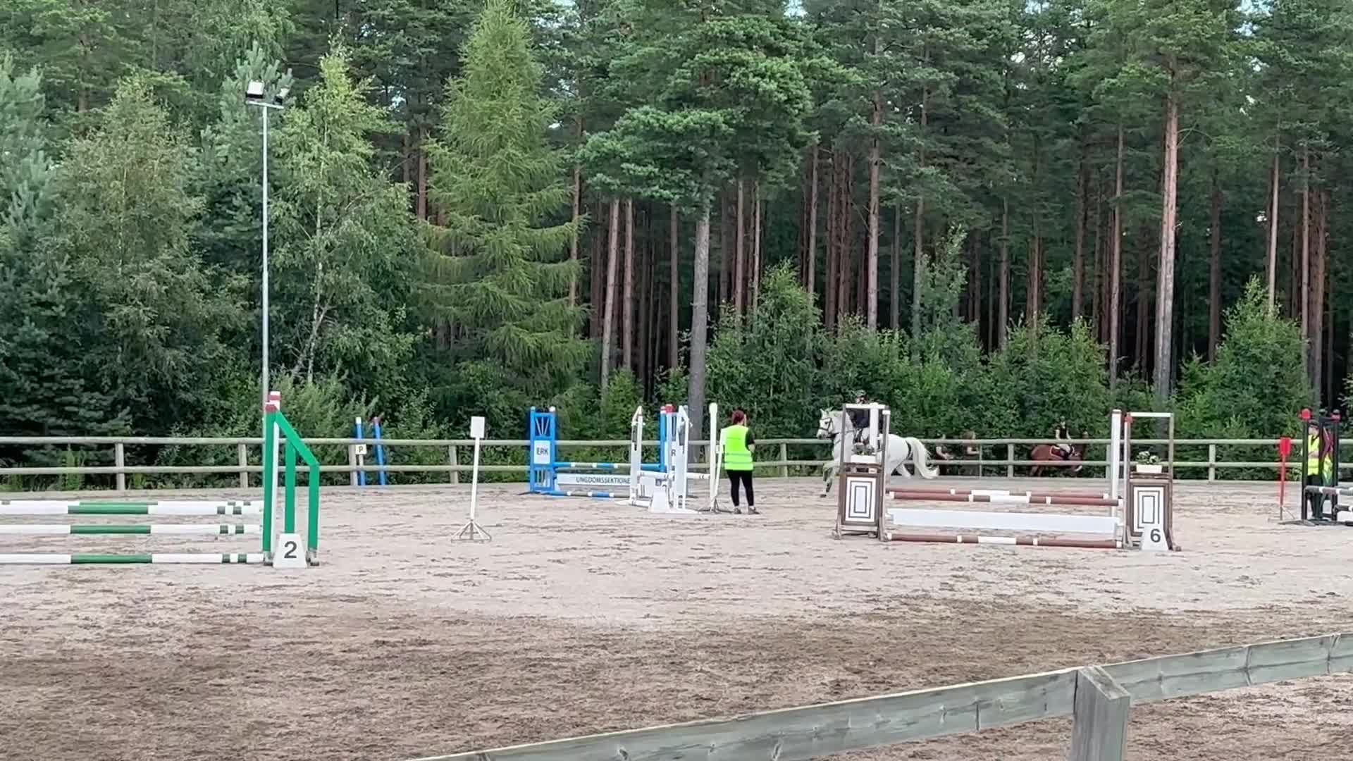Allround hästar till salu: Snygg C-ponny till aktivt hem som lyxig hobbyhäst - Video 2