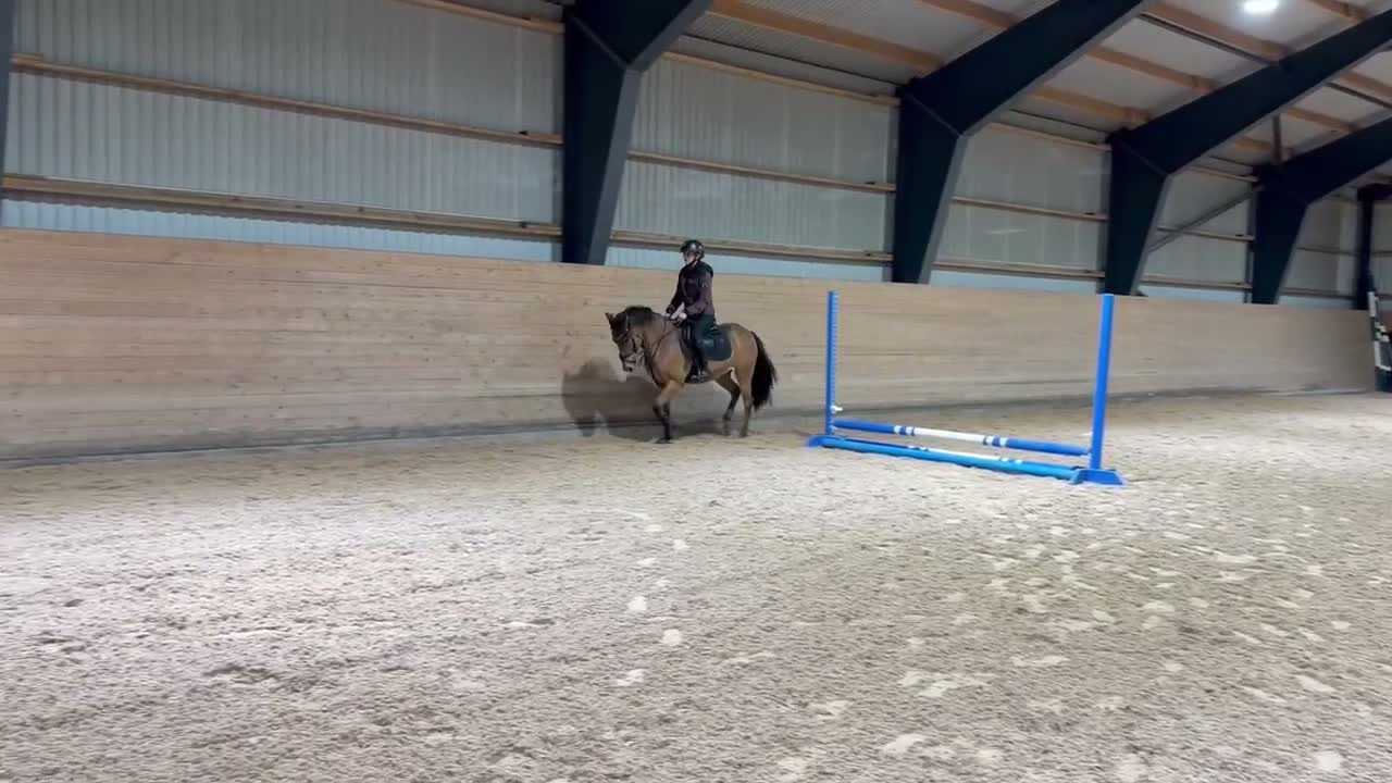 Allround hästar till salu: Superhärlig ungponny!❣️ - Video 4