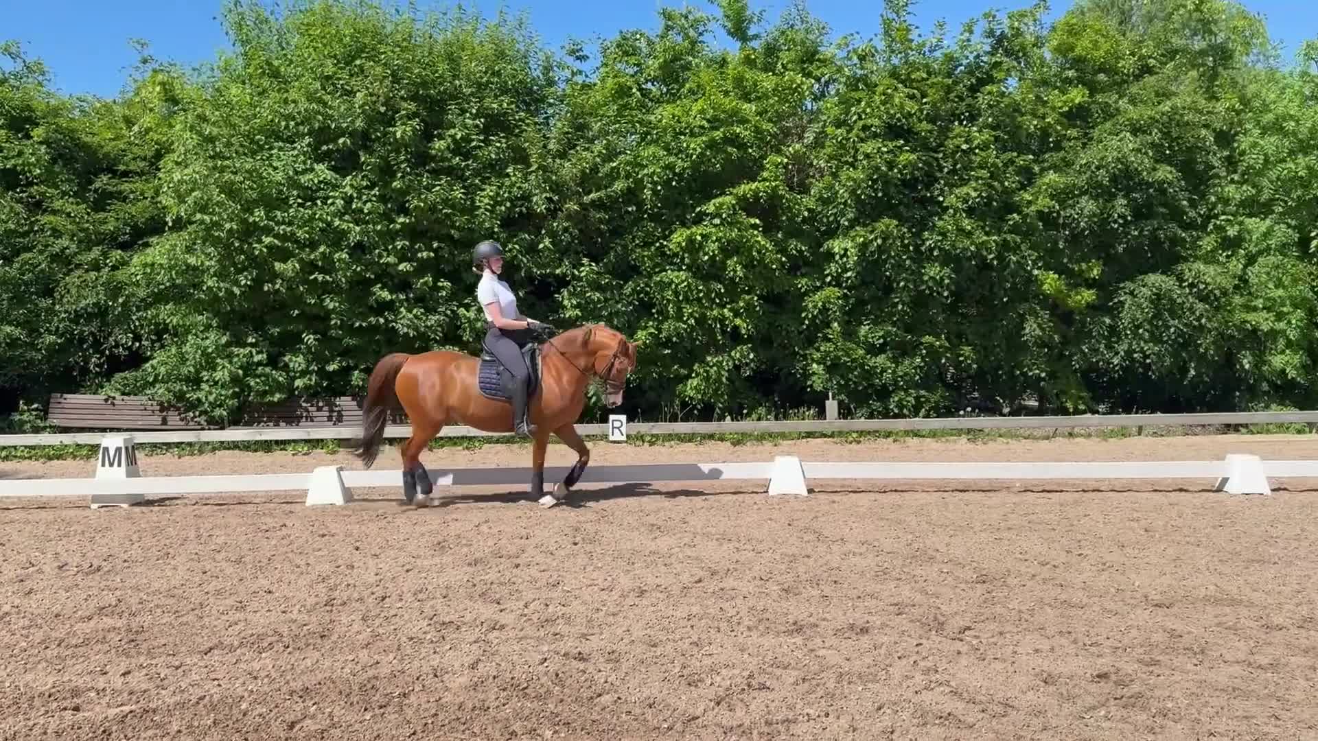Dressyr hästar till salu: FEI Dressurpony  - Video 2