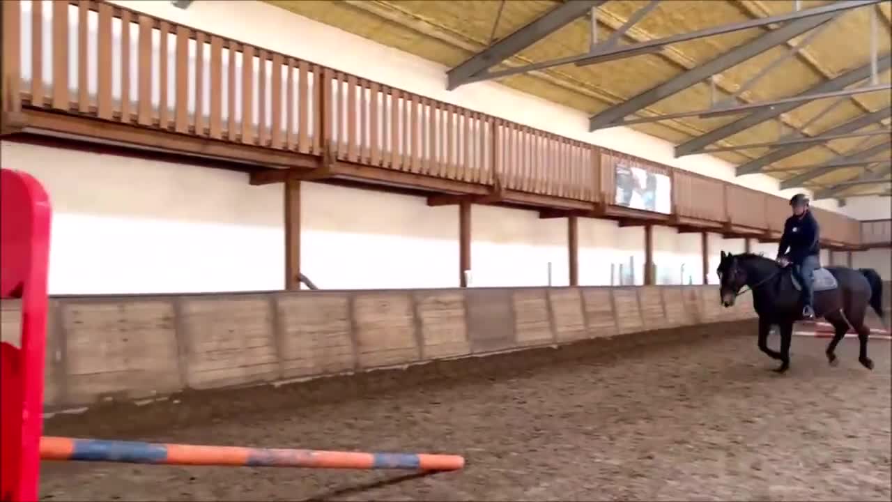 Allround hästar till salu: Premium Allrounder- dressage, driving, jumping - Video 3
