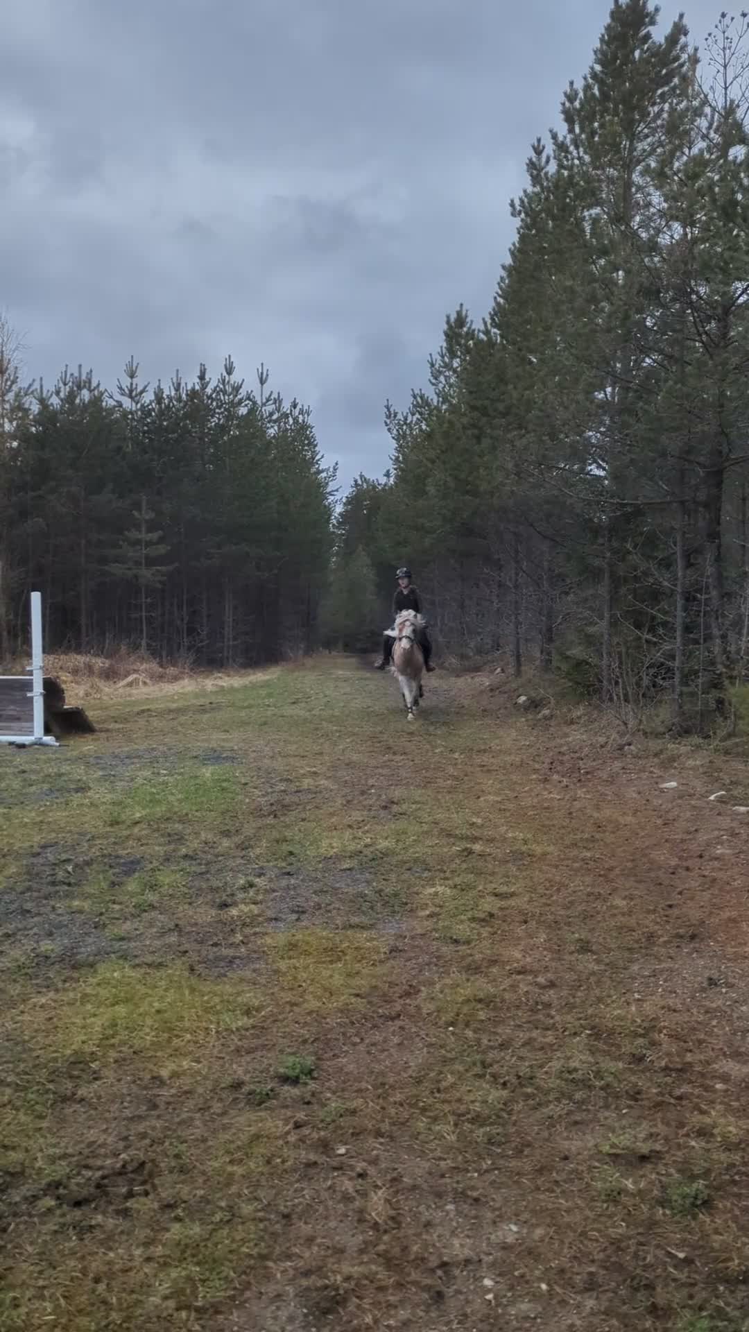 Allround hästar till salu: Sockersöt B-Ponny!❤️🎀 - Video 1