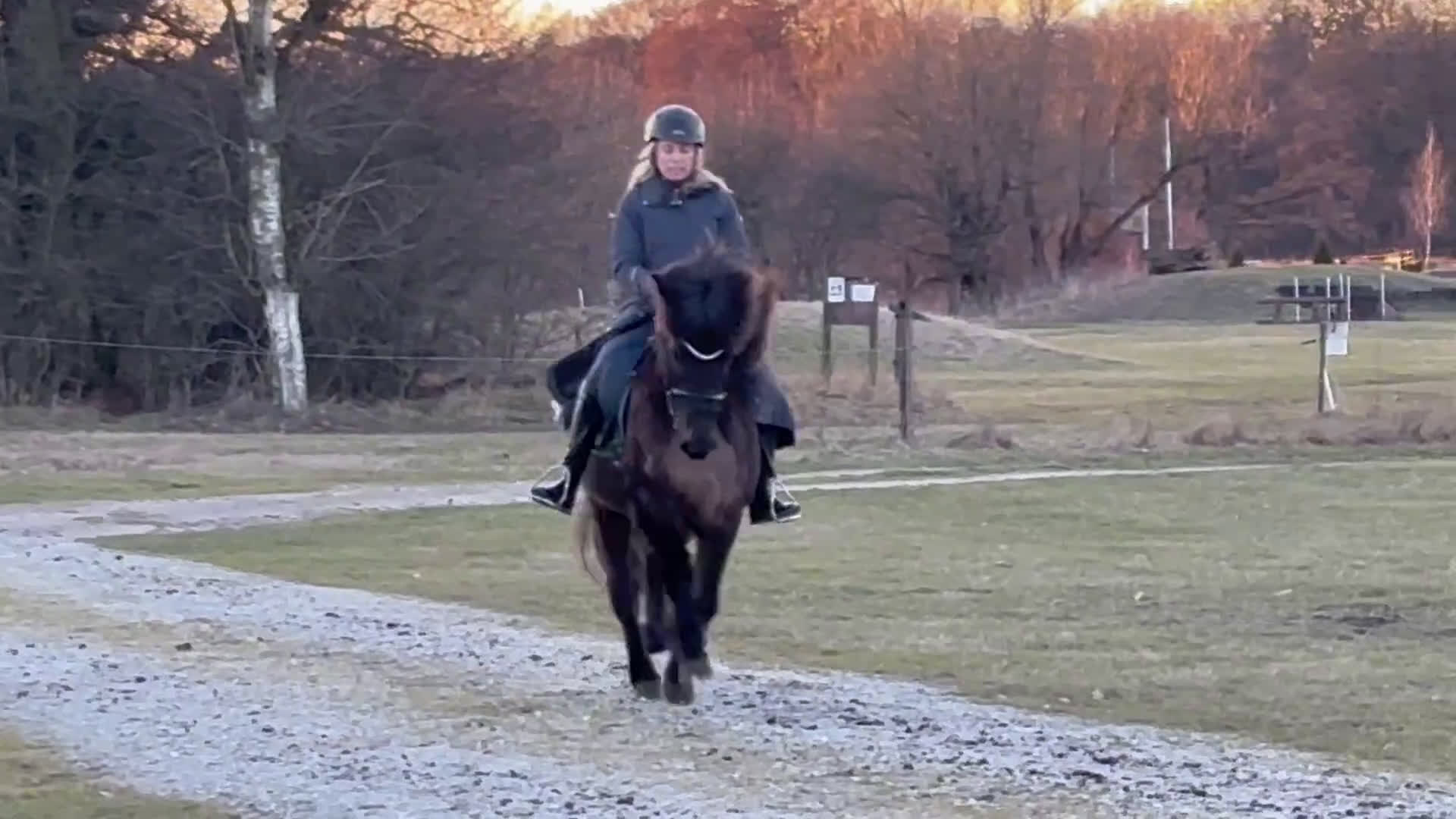 Island hästar till salu: Blakkur från Knutshyttan - Video 1