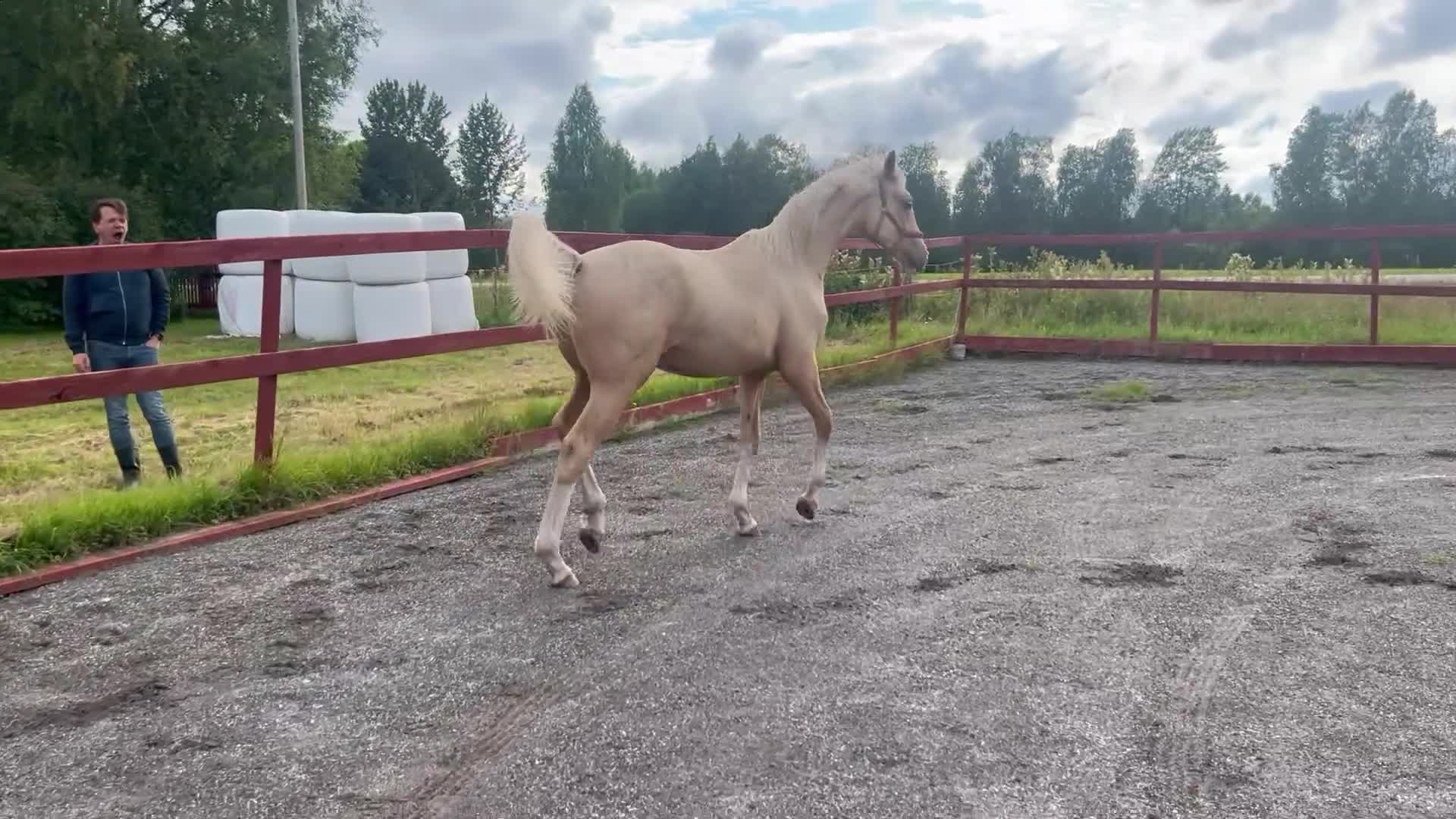 Allround hästar till salu: SWB-hingst född 2025, Racoon-Zafferano - Video 2