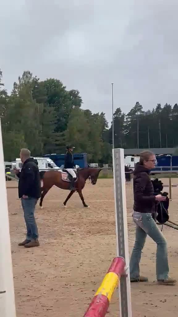 Dressyr hästar till salu: Välutbildad dubbeltalang Kat D! - Video 3