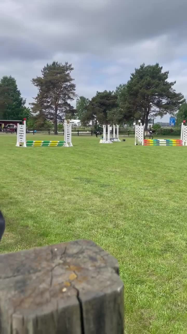 Hoppning hästar till salu: Fantastisk shettis - Video 2