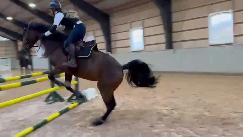 Hoppning hästar till salu: Kapabelt sto med bra karaktär  i Slöinge - Video 5