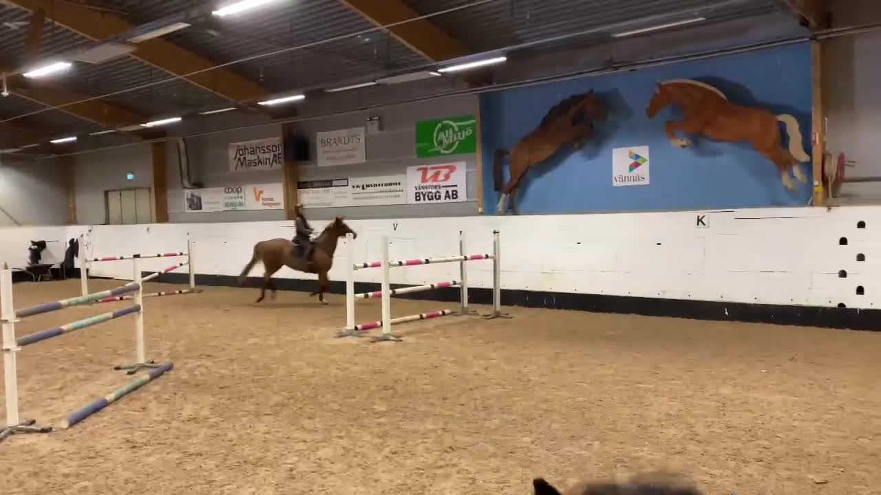 Hoppning hästar till salu: Trevlig läromästare - Video 4