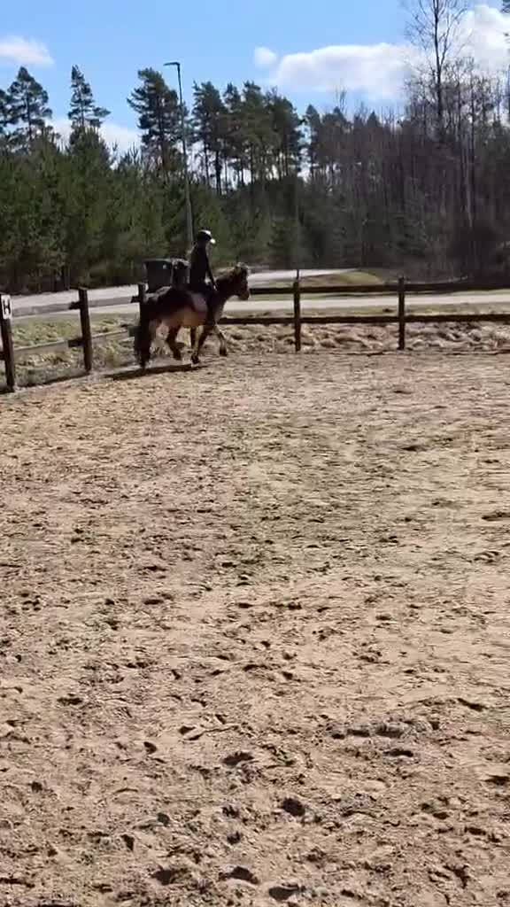 Allround hästar till salu: Fantastiska barnponnyer! :-)  - Video 1