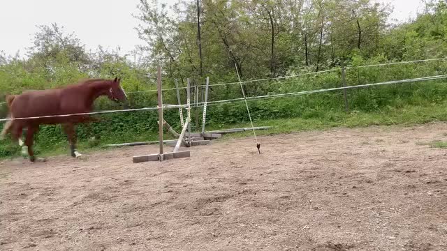  foderhäst finnes: Fodervärd till den trevligaste hästen - Video 1