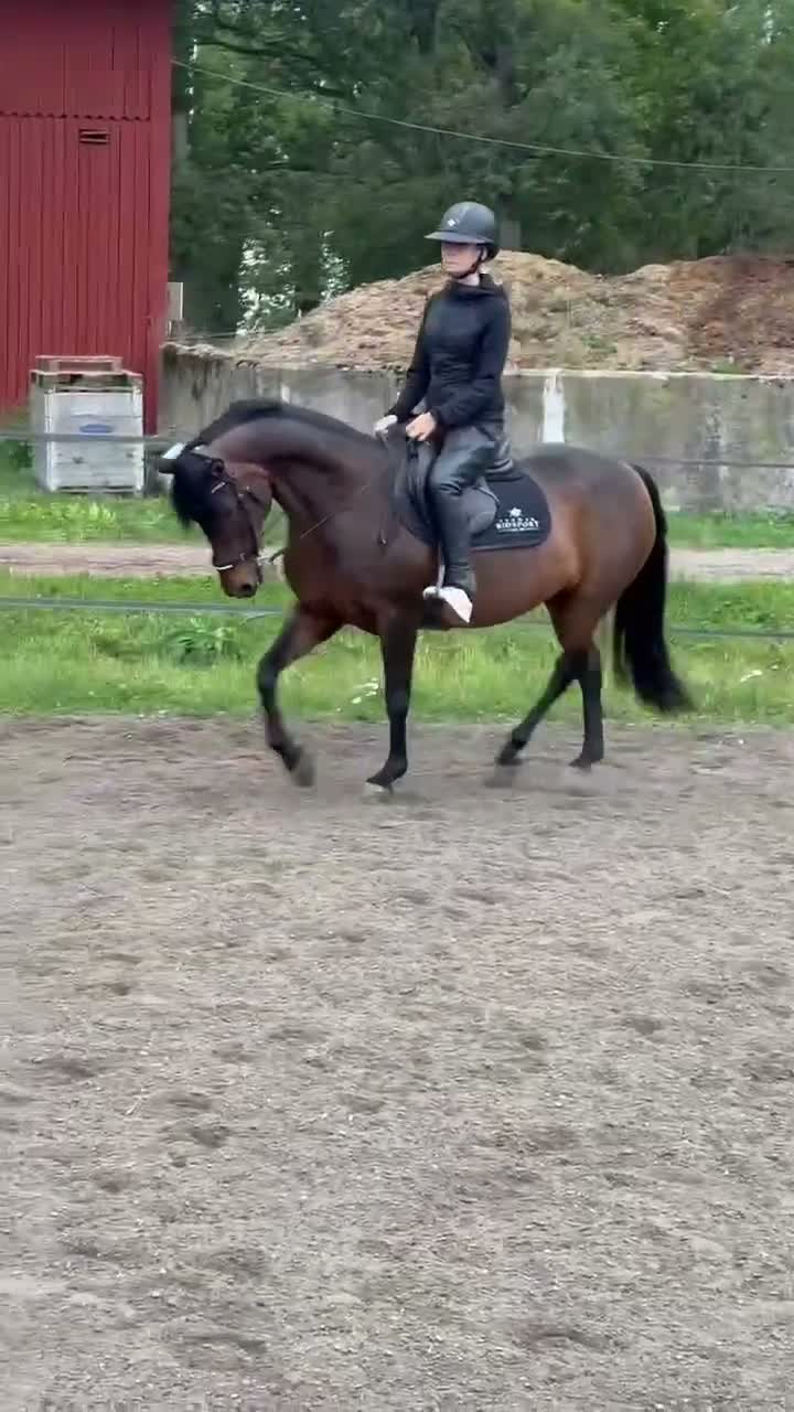 Allround hästar till salu: En riktig prinsessa till salu - Video 2