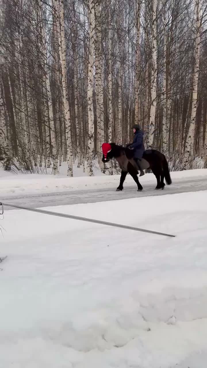 Island hästar till salu: Klok och cool femgångare - Video 4