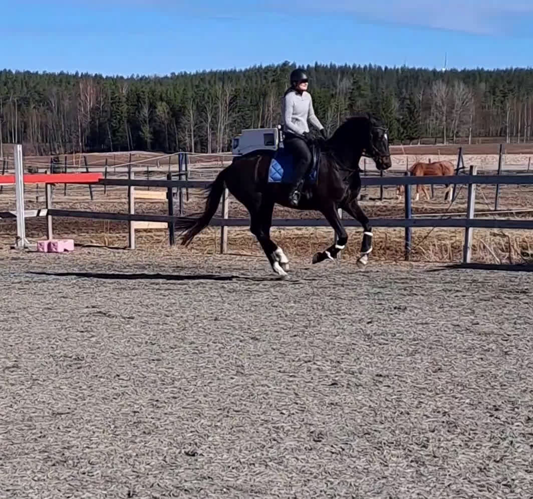 Dressyr hästar till salu: Ett äkta guldkorn i Forshaga - Video 2