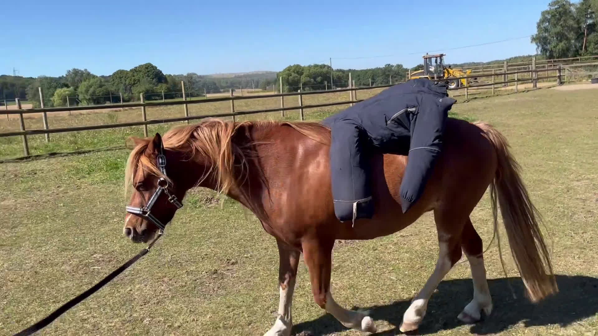 Allround hästar till salu: Welshmountain Valack - Video 2