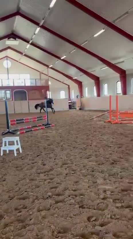 Hoppning hästar till salu: Supertalang för stora klasser i framtiden!  - Video 3