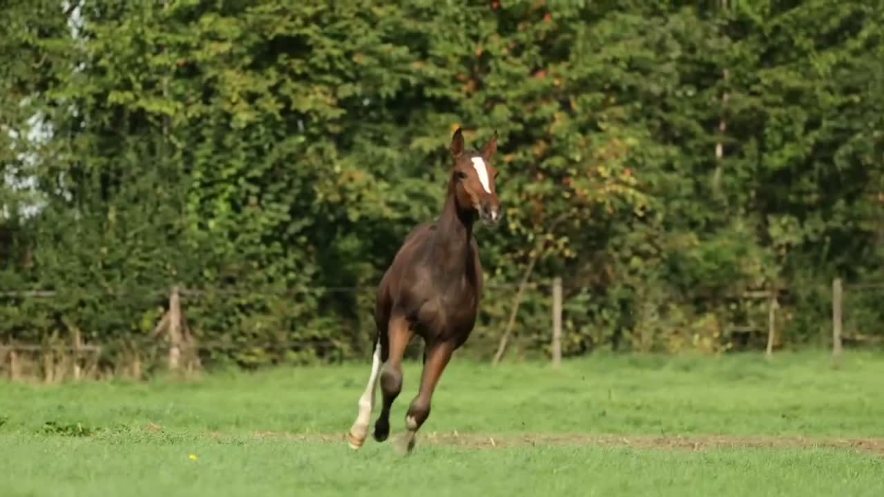 Hoppning hästar till salu: Hingstföl e Emerald x Calido I- Svårklass möderne! - Video 1