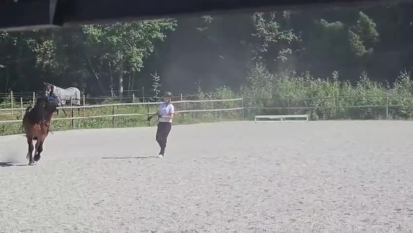Allround hästar till salu: Balder söker nytt hem  - Video 3