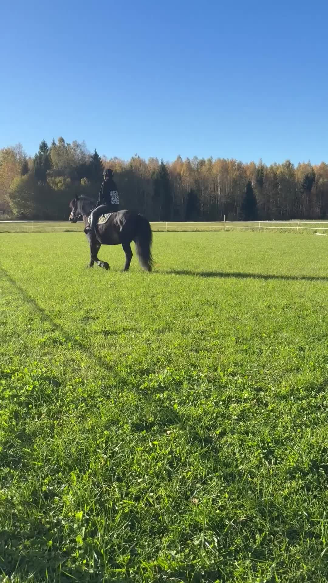 Allround hästar till salu: Snäll mindre D-ponny i Bettna - Video 2