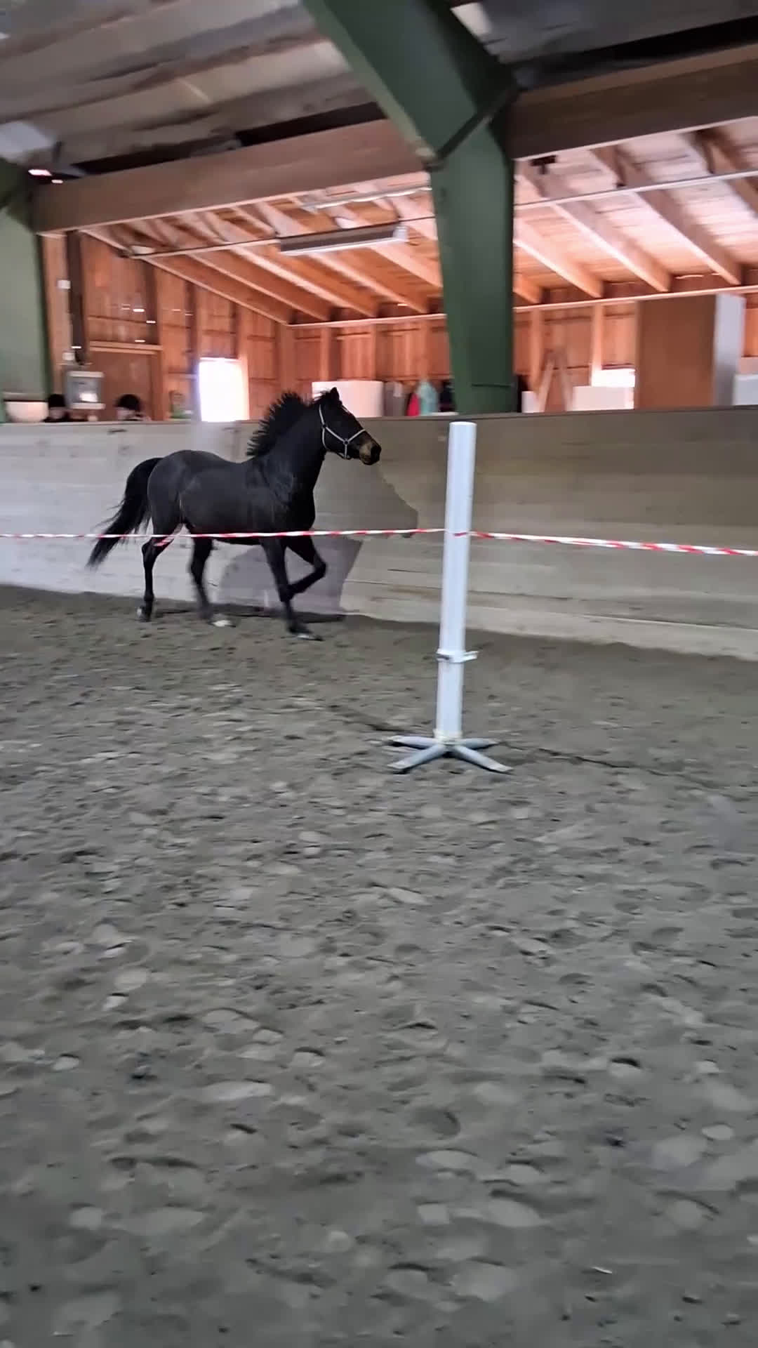 Allround hästar till salu: En fantastiskt vänlig kille - Lättare projekt - Video 2