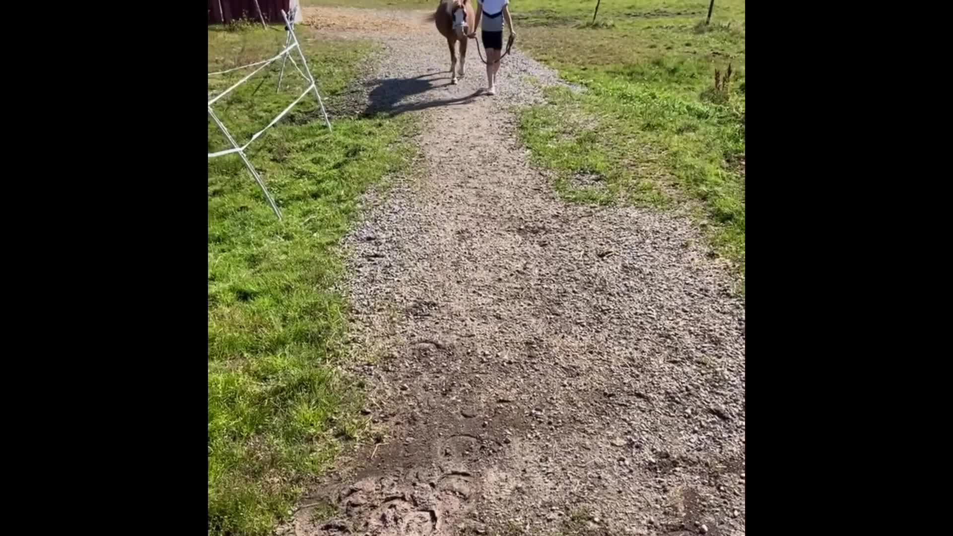Allround hästar till salu: Welsh Mountain söker nytt hem 💙 i Mockfjärd - Video 1