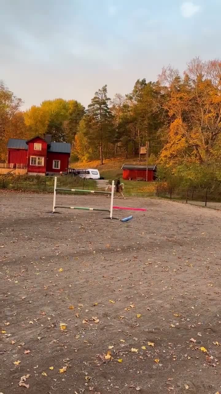 Allround hästar till salu: Shaggy letar nytt hem - Video 2