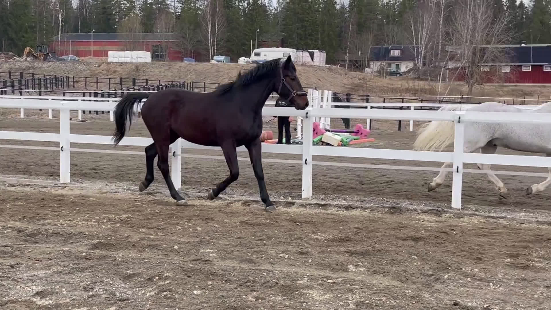 Allround hästar till salu: Superin 3 åring  - Video 1