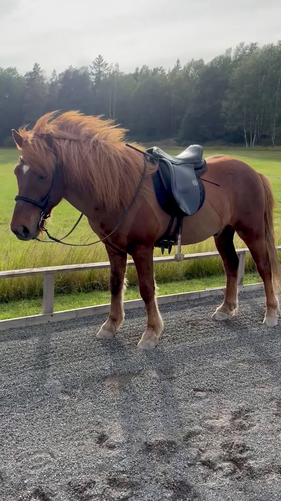  medryttarhäst sökes: Islandshäst söker medryttare i Västerhaninge - Video 2