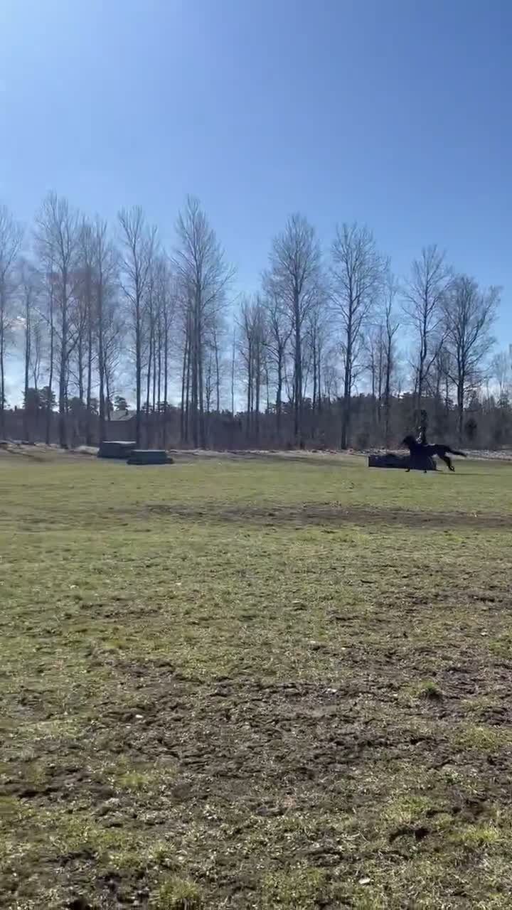 Fälttävlan hästar till salu: Läromästare som passar till allt! - Video 1