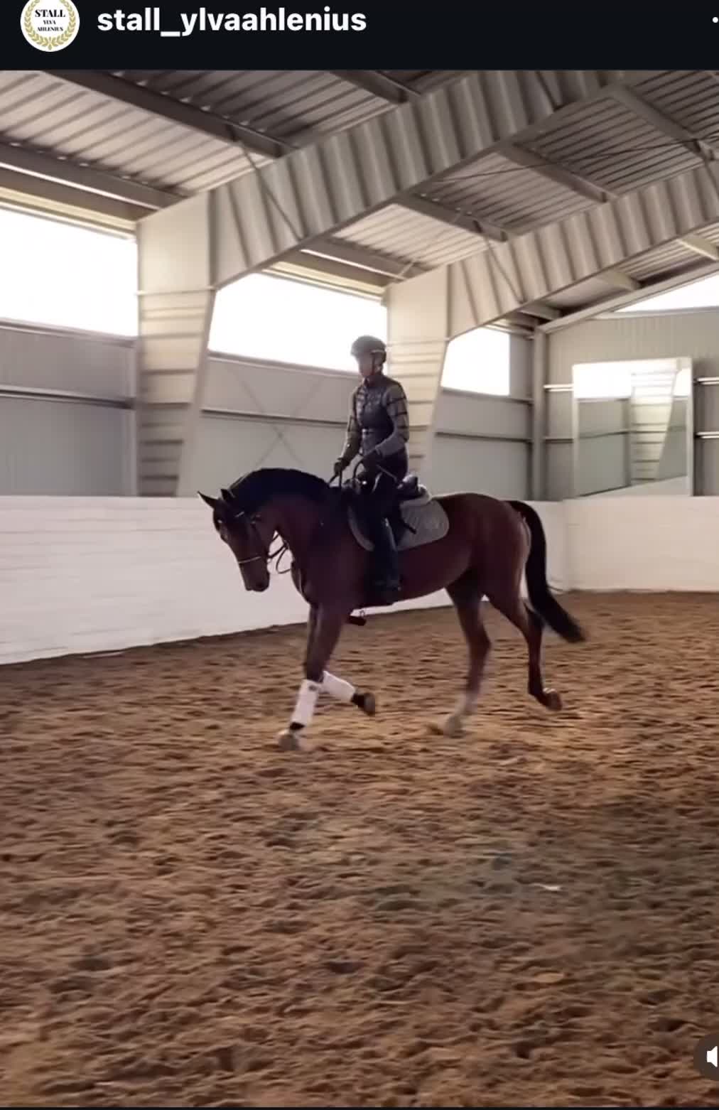 Dressyr hästar till salu: Underbar valack med utstrålning! - Video 1