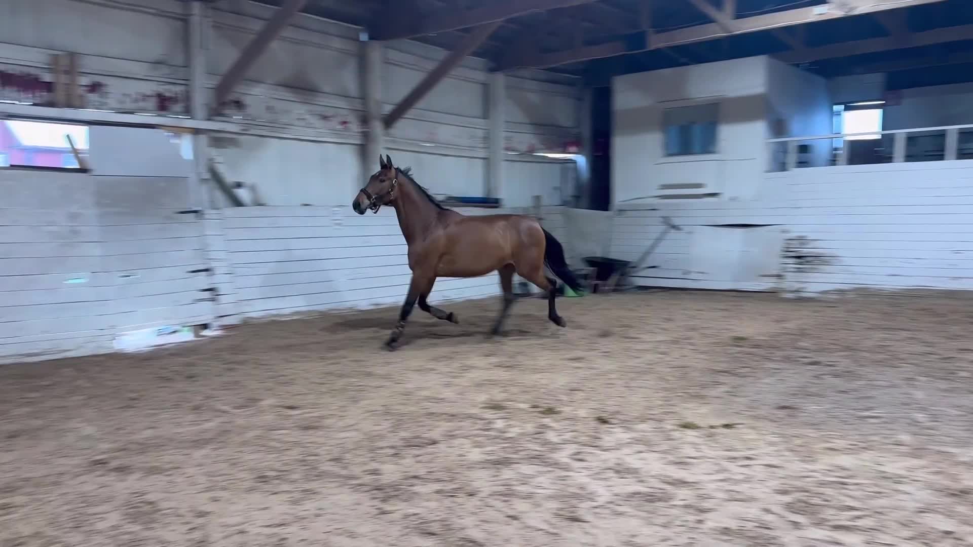 Hoppning hästar till salu: Trevligt sto - Video 1