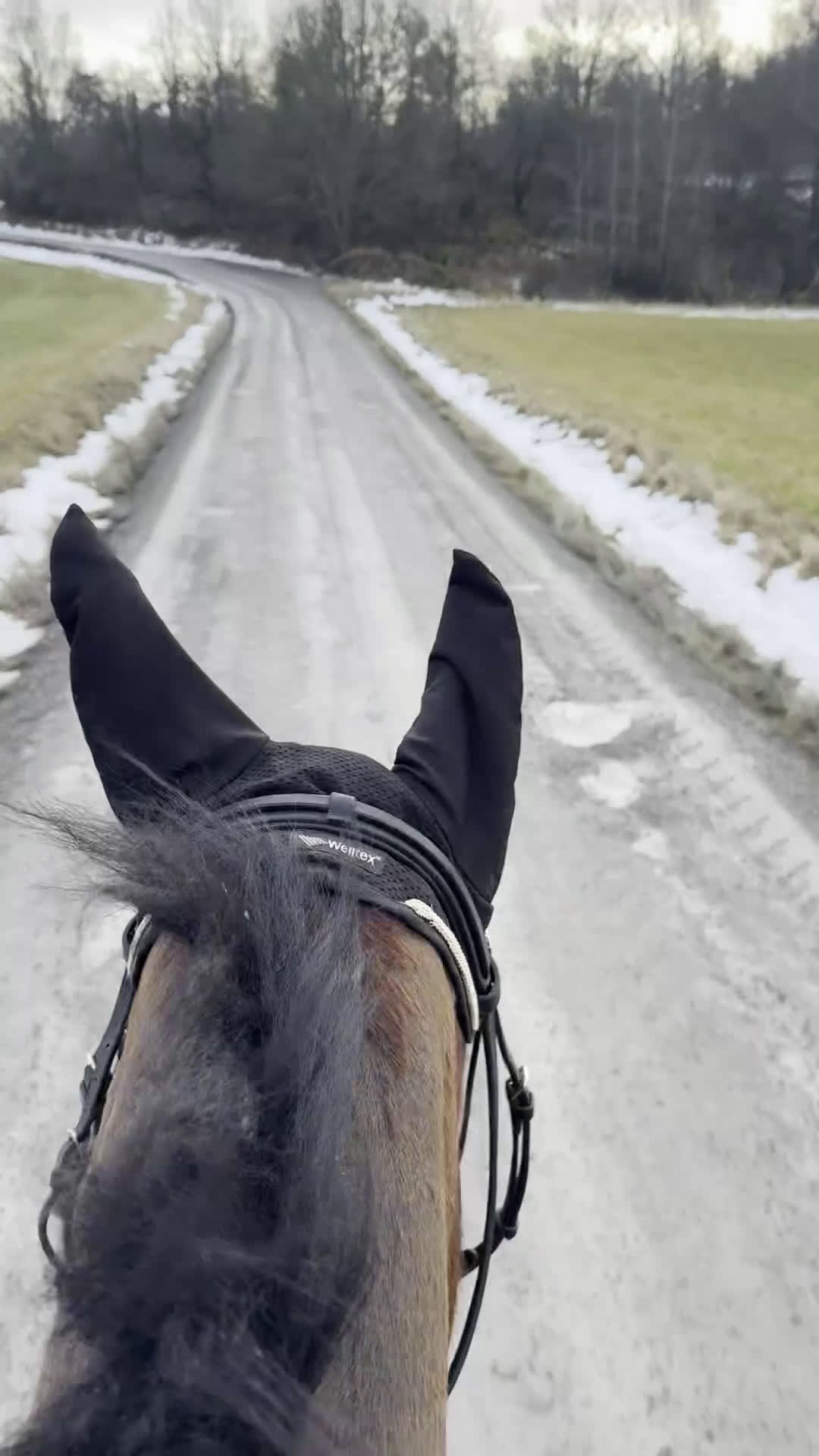 Allround hästar till salu: Junior/Övergångshäst?  i Skokloster - Video 2